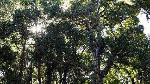 透过树枝看到的阳光