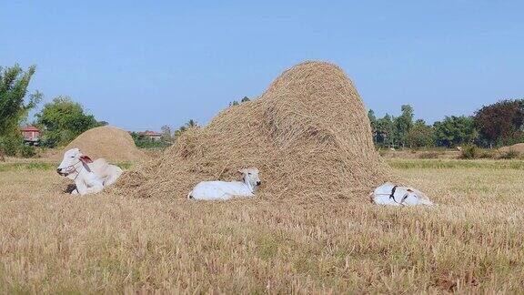 白色的母牛和小牛躺在一堆干草旁边的田野里