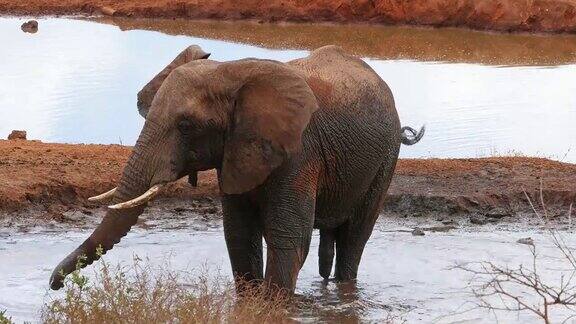 非洲象loxodontaafricana雄性站在水坑洗澡察沃公园在肯尼亚实时4K