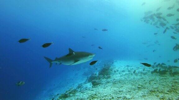 大虎鲨在马尔代夫的珊瑚礁里游泳