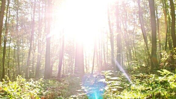 WS阳光照亮了森林