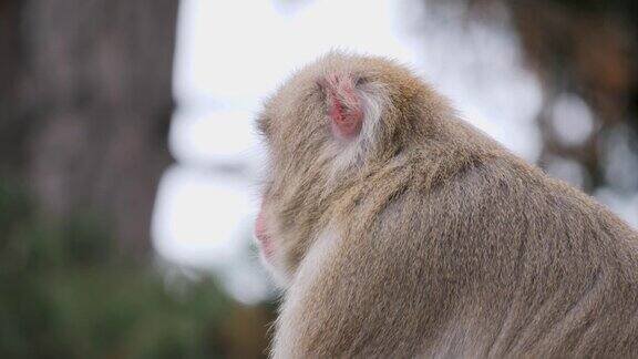 日本猕猴坐着环顾四周