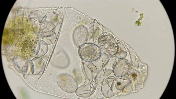 卵和胚胎缓步动物在显微镜下