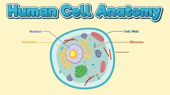 人体细胞解剖结构动画