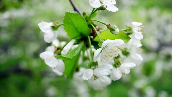 春天盛开的樱桃树上开着白色的花花盛开的樱花