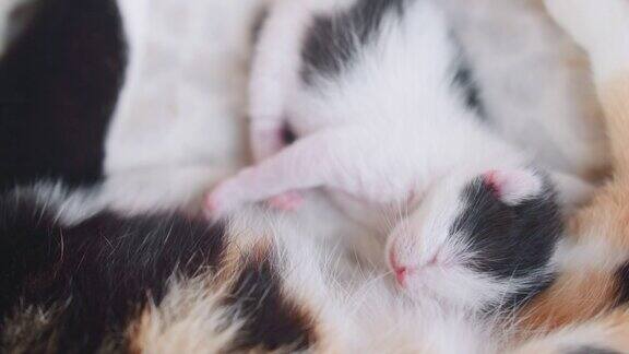 刚出生的小猫和猫妈妈一起睡觉
