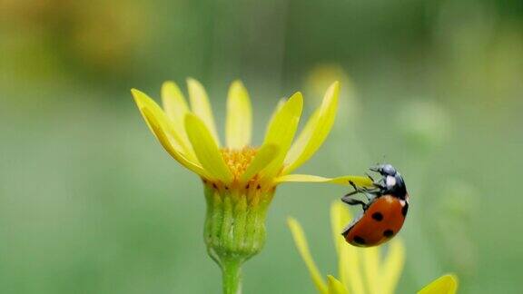 瓢虫在黄色的花上绿草的背景