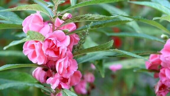 粉色花园香脂或玫瑰香脂树上盛开在花园里