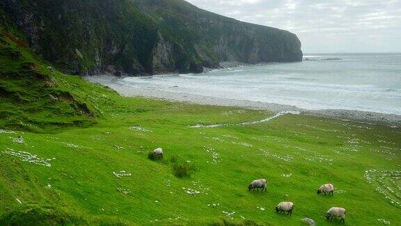 绵羊在落基海岸吃草