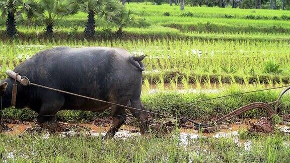 亚洲水田农民用水牛的传统方式犁地为雨季做准备