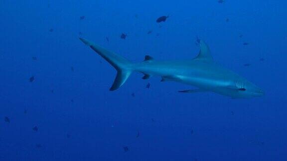 灰色礁鲨在海底礁游泳