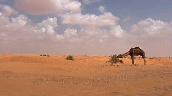 突尼斯撒哈拉沙漠中前腿系着的单峰骆驼在吃草