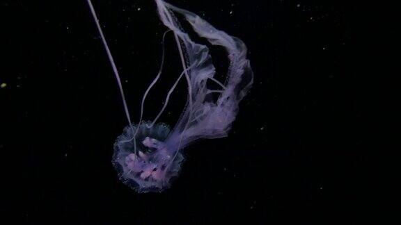 发光的水母在台湾黑海游泳