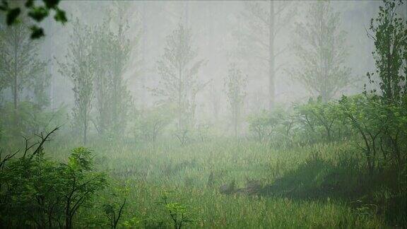 多雨多雾的森林