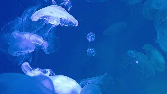 水母群在黑暗的水下世界的海洋动物