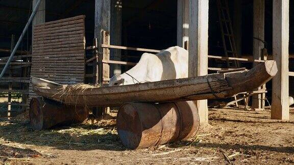 在农家院子里从一个木制的独木舟上吃干草的白母牛