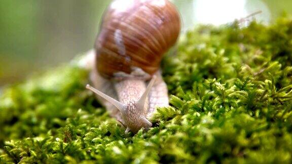 螺旋鲳罗马蜗牛勃艮第蜗牛