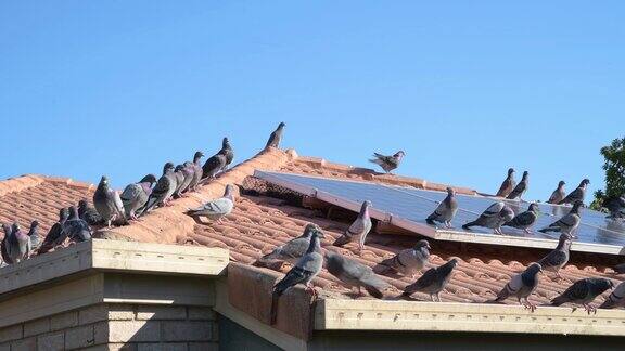 屋顶上的太阳能电池板覆盖着鸽子的粪便和栖息的鸽子