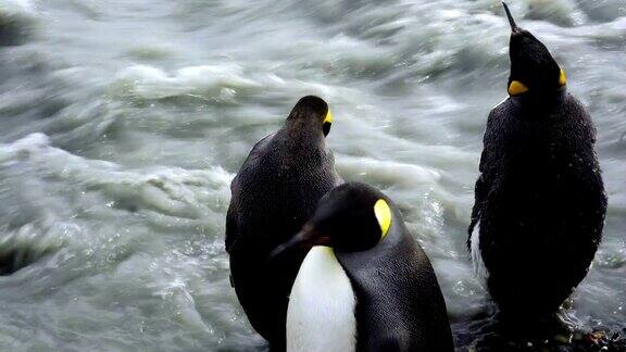 三只帝企鹅在湍急的流水旁栖息