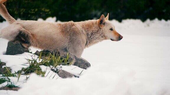 冬天雪地上无家可归的白色狗马克·Territory慢动作