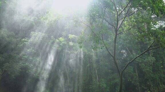 4k阳光透过树木和瀑布的水花