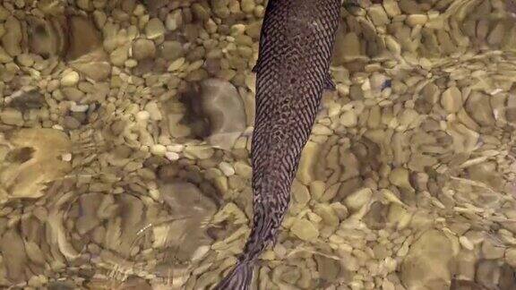 鳄雀鳝(白术)鱼在清澈的淡水中游泳