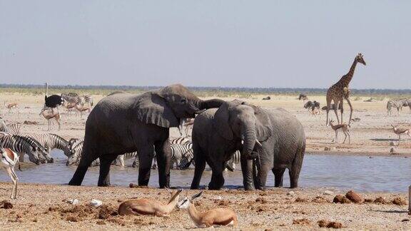非洲纳米比亚埃托沙国家公园野生动物聚集在水坑周围
