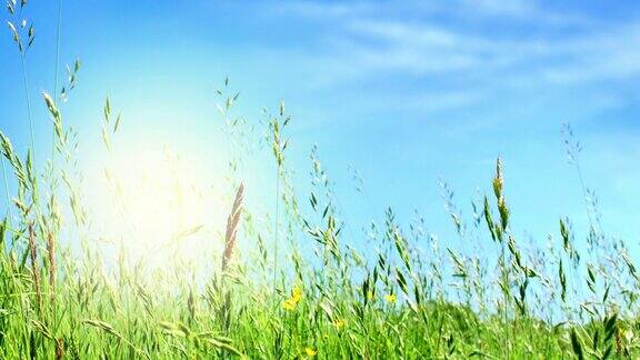 长长的草毛茛阳光和天空