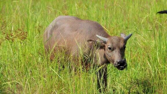 泰国白化水牛在田野里吃草