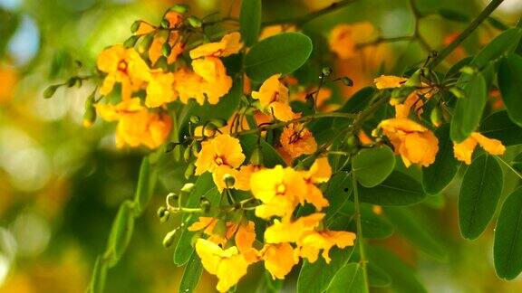 开花的Tipuanatipu-观赏树细节