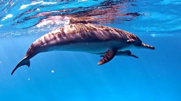 海豚包水下风景