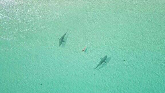 游泳者被两条鲨鱼包围无人机的观点