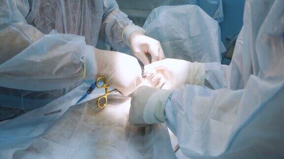 兽医在手术后缝合病人皮肤的特写镜头医生的手戴着无菌乳胶手套动物被操作场覆盖