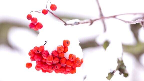 雪覆盖着花楸浆果