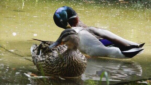 池塘里的公鸭和母鸭