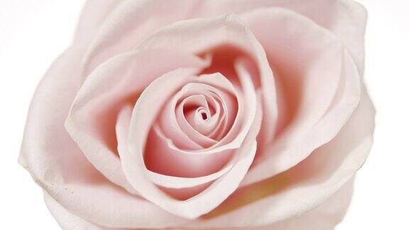水在白色的背景上荡漾着粉红色的玫瑰