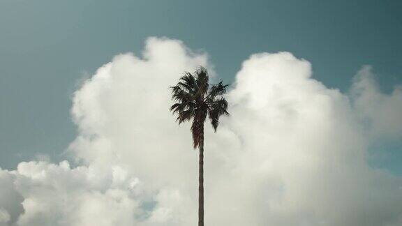 延时拍摄单棵棕榈树和云彩的运动