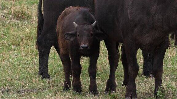 非洲水牛caffer母亲和小牛马赛马拉公园在肯尼亚实时4K