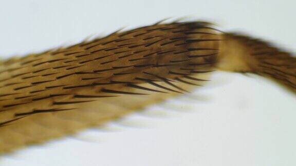 显微镜下的家蝇腿麝香毛腿极端近距离在瞄准镜下飞行放大镜下苍蝇的腿高质量4K镜头