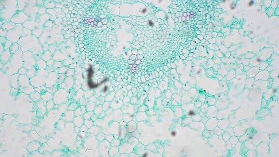 通过100倍放大显微镜观察的植物的横切面上的幼根