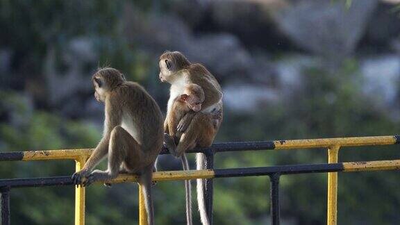 来自斯里兰卡的野生托克猕猴