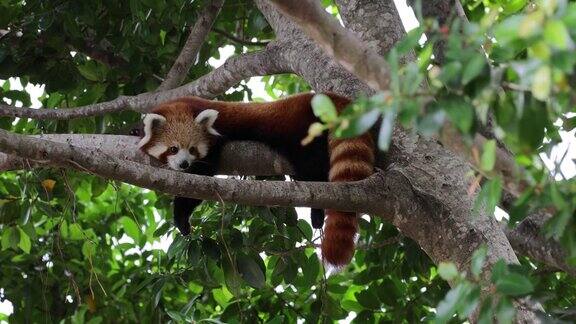 小熊猫在树枝上休息
