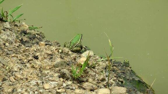 青蛙在水