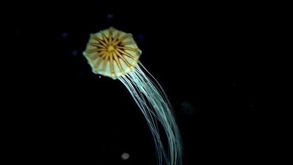 水下发光水母chrysaorapacifica