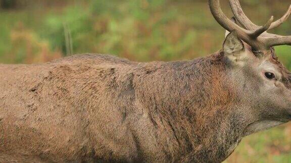 白俄罗斯在秋天森林中行走的欧洲雄性马鹿马鹿栖息于欧洲大部分地区高加索山脉地区亚洲部分地区