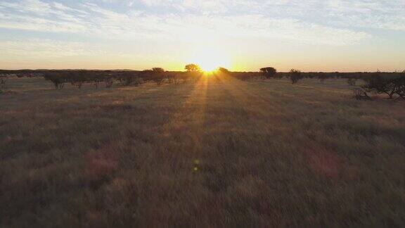 4K鸟瞰图飞到日落在非洲大草原纳米比亚