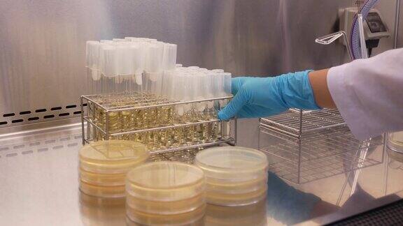 在实验室检查抗生素的培养皿的特写镜头