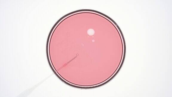 滴管将透明的油注入培养皿中的粉红色液体中