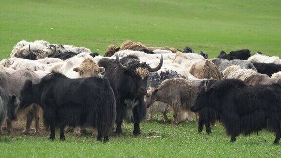 亚洲草原上的一群长毛牦牛