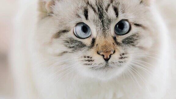 蓝色眼睛的白猫的脸